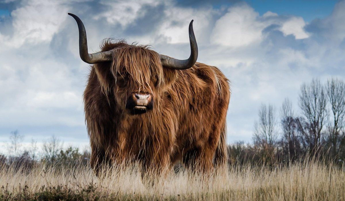Preserving Traditional Scottish Music in Local Communities